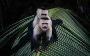 BioDiversity